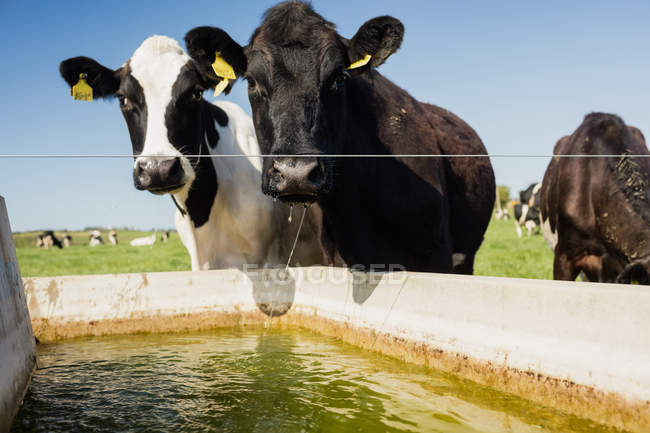 Rinder stehen bei klarem Himmel am Trog auf dem Feld — Stockfoto