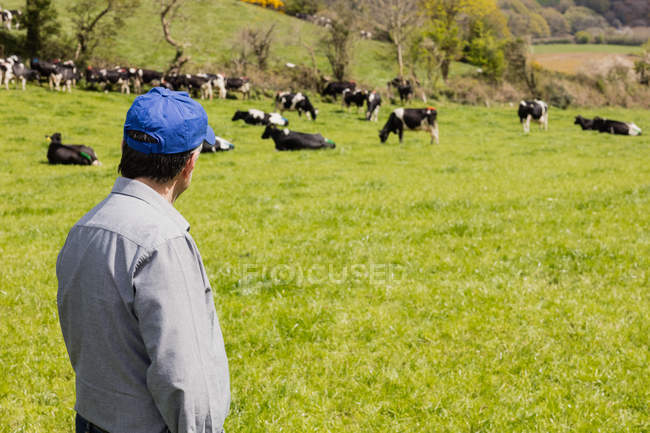 Человек стоит на зеленом поле, а скот на заднем плане — стоковое фото