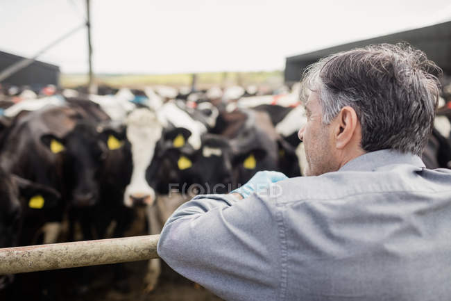 Visão traseira do homem em pé contra as vacas — Fotografia de Stock