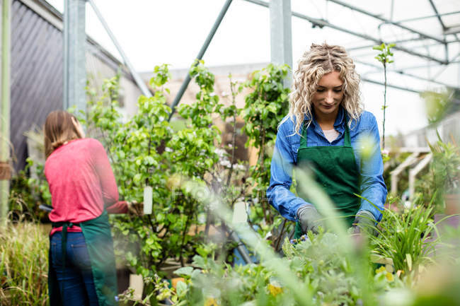 Дві жінки-флористи працюють разом у садовому центрі — стокове фото