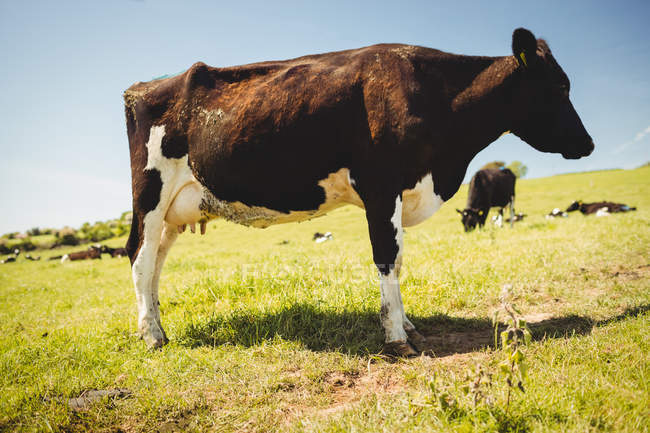 Vache debout sur le champ herbeux dans la journée — Photo de stock