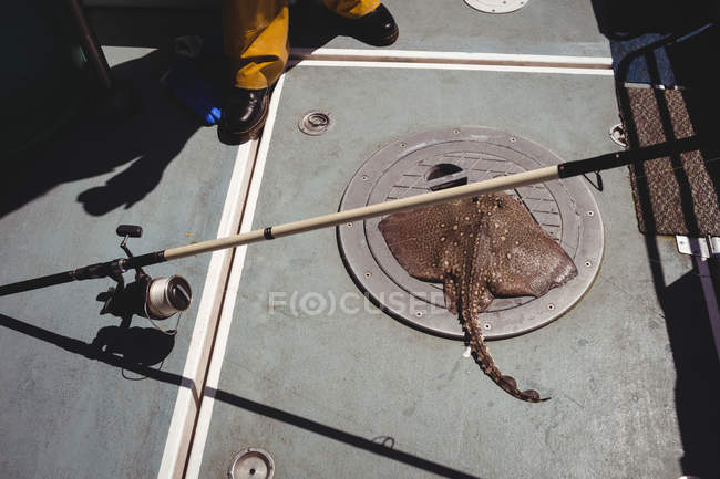 Cropped image of fisherman standing near Ray fish on floor on boat — Stock Photo