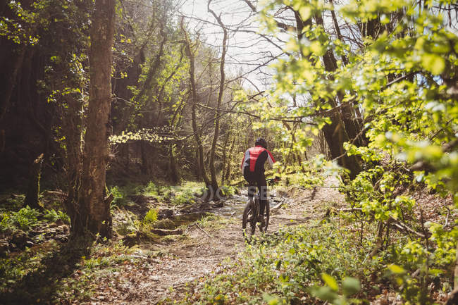 Visão traseira do ciclista de montanha andando em meio a árvores na floresta — Fotografia de Stock