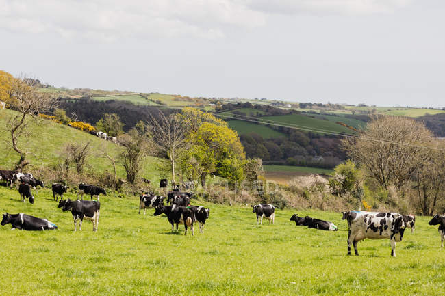 Vacas en colina cubierta de hierba contra el cielo - foto de stock