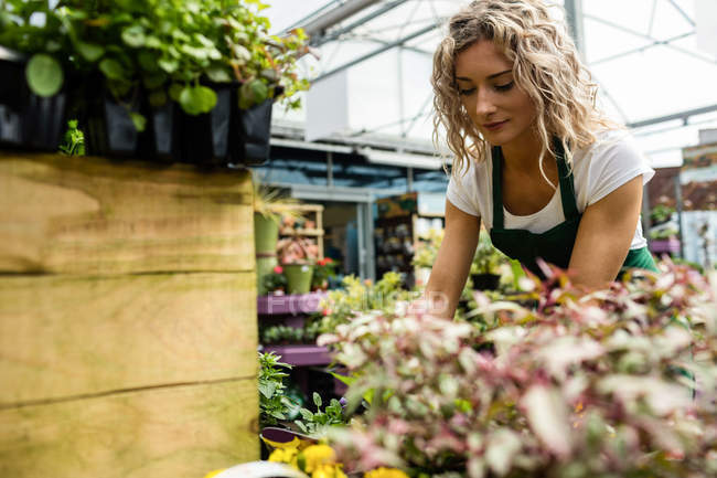 Fiorista femminile che controlla i fiori nel centro del giardino — Foto stock