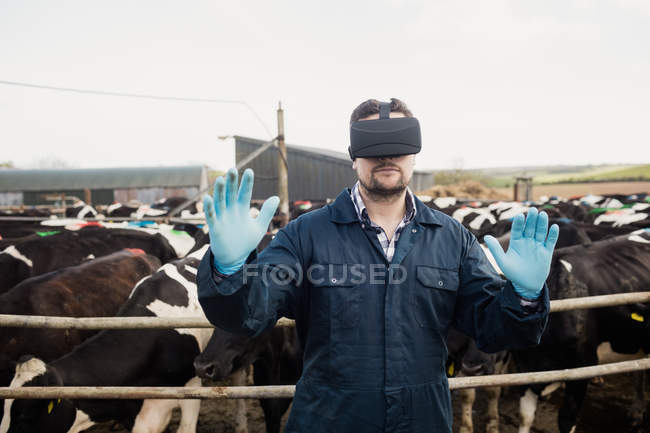 Agricultor usando simulador de realidade virtual contra vacas no celeiro — Fotografia de Stock