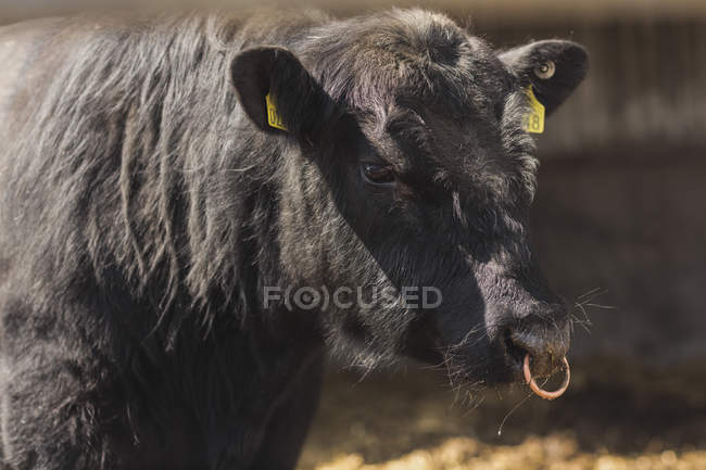 Vista laterale della mucca nera in piedi sul campo — Foto stock