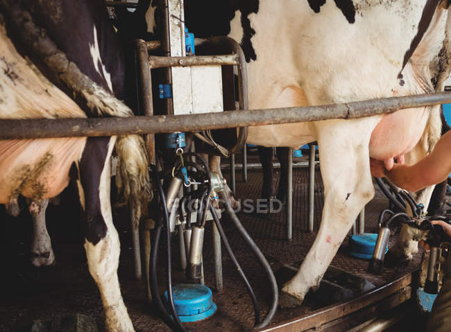 Nahaufnahme von Kühen mit Melkmaschine im Stall — Stockfoto