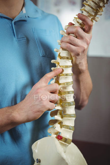 Sección media del fisioterapeuta que señala el modelo de columna vertebral en la clínica - foto de stock