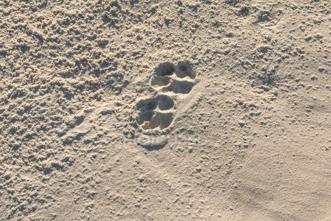 Paw prints in sand at beach, close-up — Stock Photo