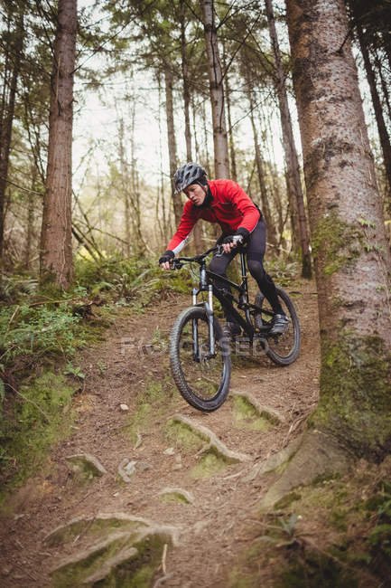 Гірський велосипедист рухається вниз серед дерева в лісі — стокове фото