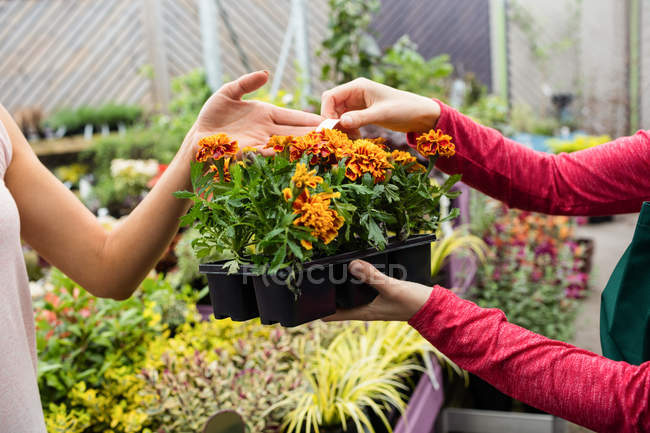 Imagem cortada de mulher comprando plantas em vaso no centro do jardim — Fotografia de Stock