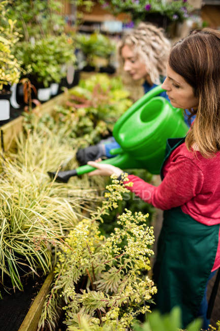 Female florists watering plants with watering can in garden centre — Stock Photo