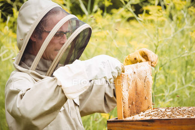 Apicultor removendo favo de mel da colmeia no campo — Fotografia de Stock