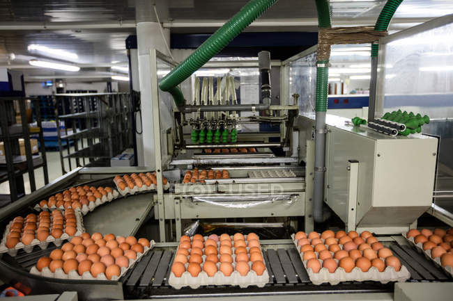 Caixas de ovos em movimento na linha de produção na fábrica — Fotografia de Stock