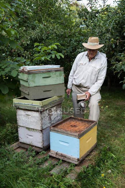 Apiculteur attentif travaillant avec le fumeur dans le jardin rucher — Photo de stock