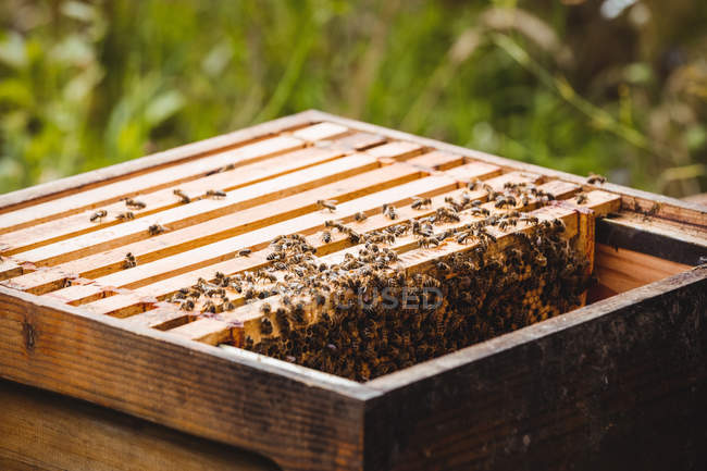 Primo piano della cornice di api mellifere ricoperta di api — Foto stock