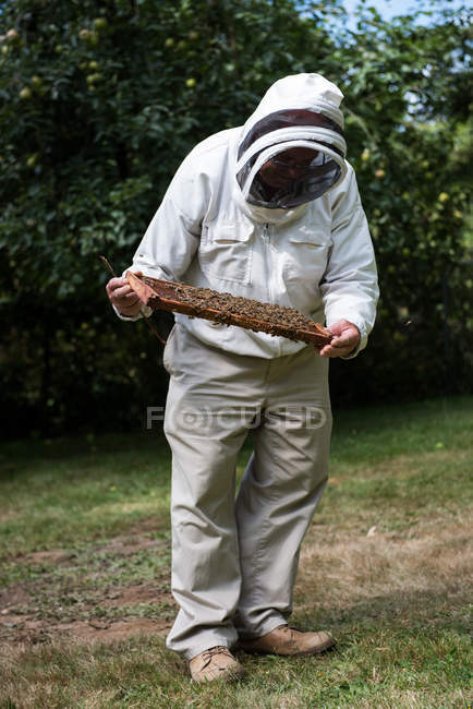 Apicultor examinando la colmena en el jardín colmenar - foto de stock