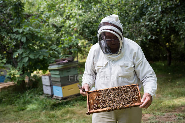 Пчеловод осматривает улей на пасеке — стоковое фото