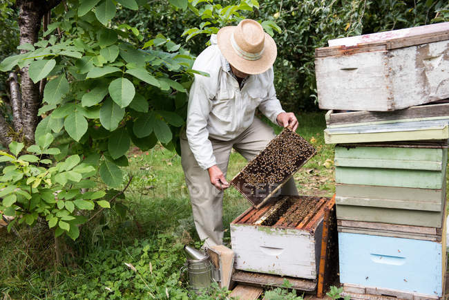 Imker entfernt Bienenwaben aus Bienenstock im Bienengarten — Stockfoto