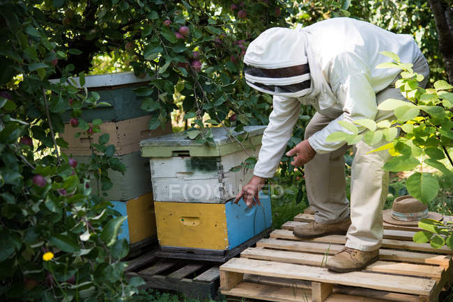 Beekeeper examining beehive box in apiary garden — Stock Photo