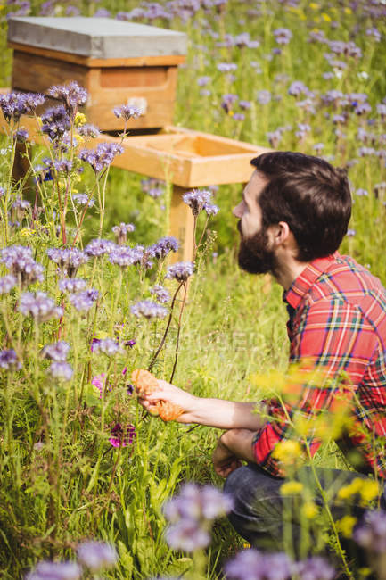 Apicultor examinando hermosas flores de lavanda en el campo - foto de stock