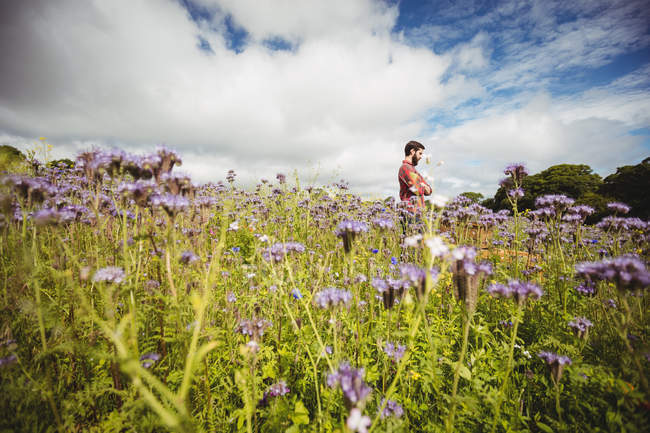 Apicultor examinando belas flores de lavanda no campo — Fotografia de Stock