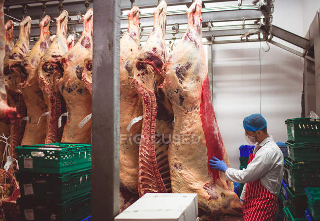 Carnicero examinando la carne roja colgada en el almacén de la carnicería - foto de stock