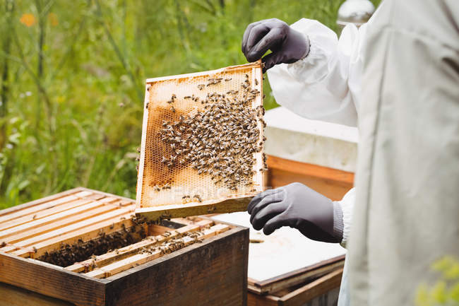 Imagem cortada de apicultor segurando e examinando colmeia no campo — Fotografia de Stock