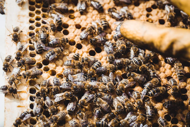 Imagen recortada de apicultores mano en marco de miel - foto de stock
