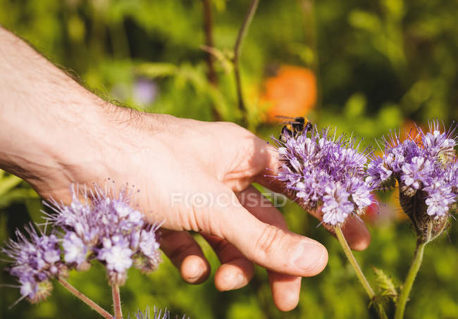 Immagine ritagliata dell'uomo che tocca il fiore di lavanda con l'ape del miele nel campo — Foto stock