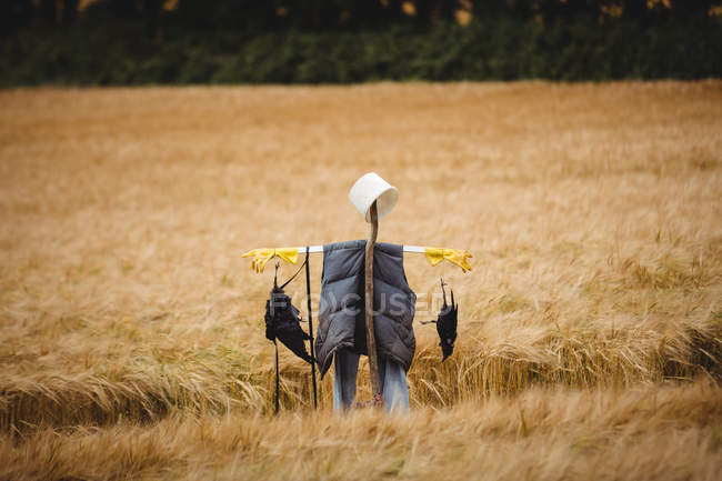 Spaventapasseri nel campo di grano nella giornata di sole — Foto stock