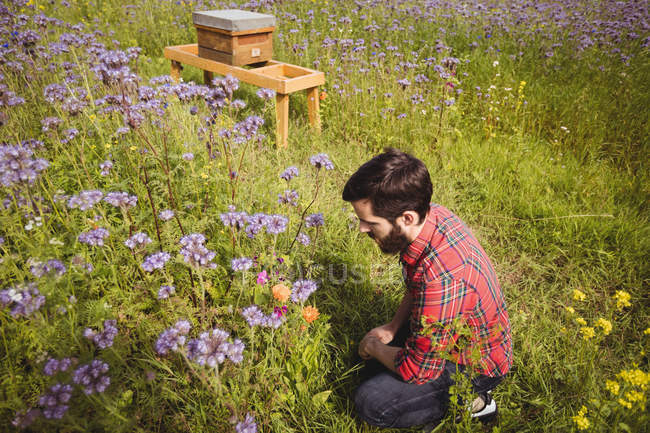 Apicoltore esaminando bellissimi fiori di lavanda in campo — Foto stock