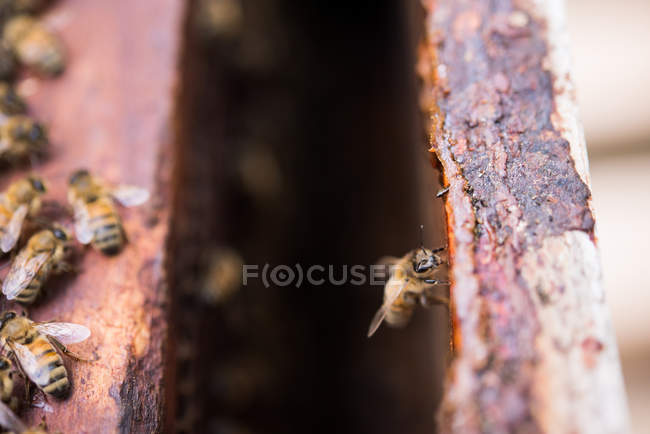 Gros plan des abeilles sur le cadre en nid d'abeille — Photo de stock