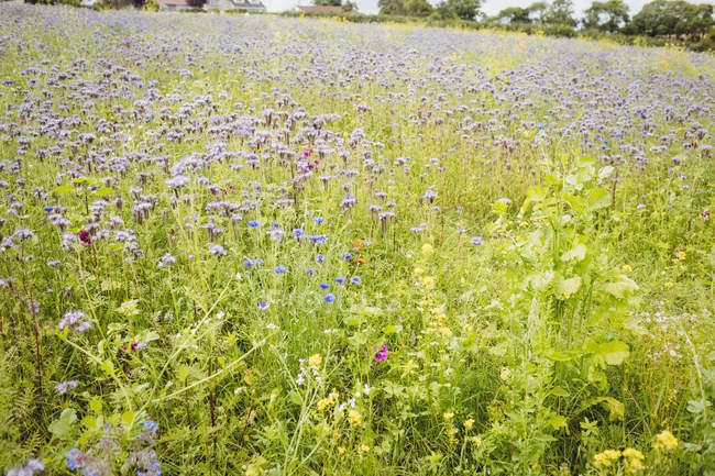 Vista del campo fiorito di lavanda e apiario nella giornata di sole — Foto stock