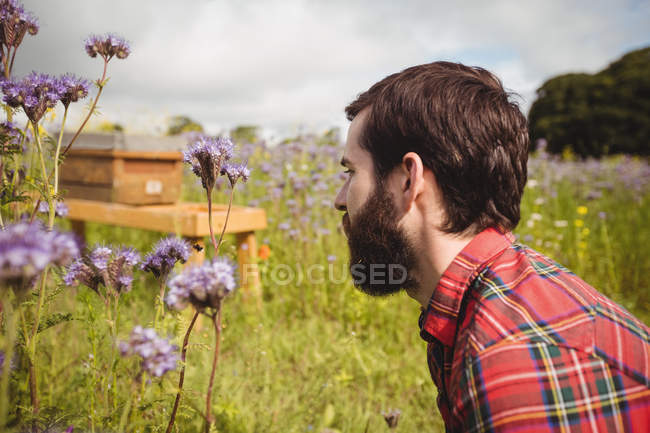 Vista lateral do apicultor examinando belas flores de lavanda no campo — Fotografia de Stock