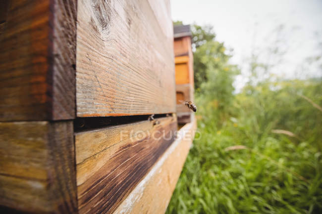 Gros plan des abeilles mellifères sur une ruche dans un champ — Photo de stock