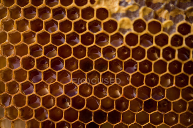 Primer plano de panal lleno de miel - foto de stock