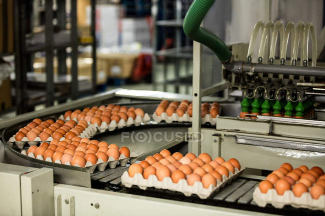 Cajas de huevos que se mueven en la línea de producción en fábrica - foto de stock