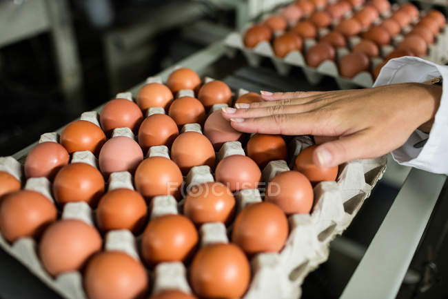 Imagem cortada da equipe feminina examinar ovos na fábrica de ovos — Fotografia de Stock