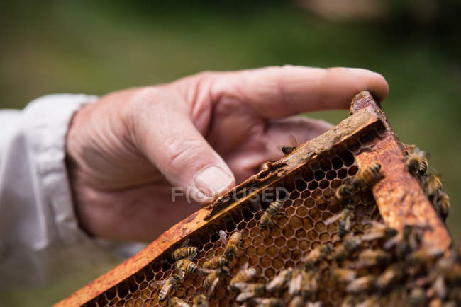 Apicultor sosteniendo y examinando la colmena en un jardín apícola - foto de stock