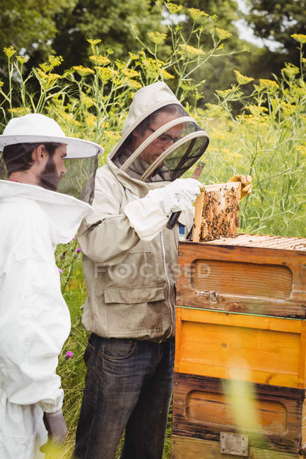 Apicoltori che rimuovono nido d'ape dall'alveare in campo — Foto stock