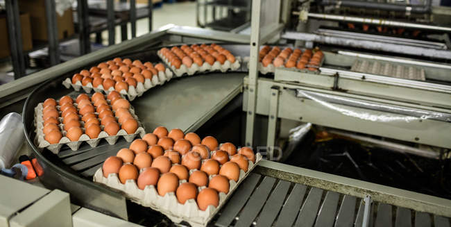 Eggs cartons moving on production line in egg factory — Stock Photo