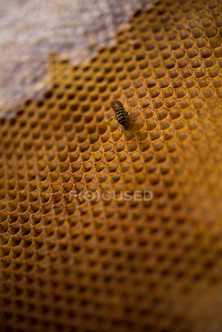 Nahaufnahme von Bienen auf Wabenrahmen — Stockfoto