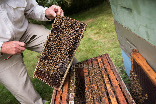 Sección media del apicultor que retira el panal de la colmena en el jardín apícola - foto de stock