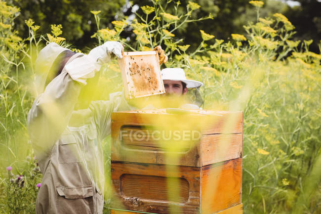 Apicultores removendo favo de mel da colmeia no campo — Fotografia de Stock