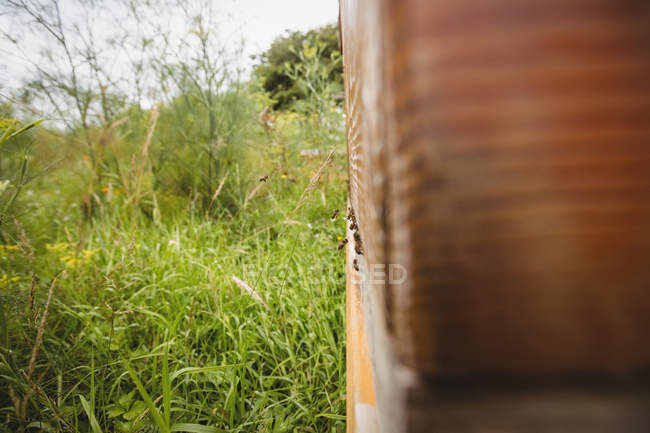 Nahaufnahme von Honigbienen auf einem Bienenstock im Feld — Stockfoto
