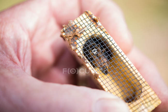 Close-up of beekeeper holding wooden queen cage — Stock Photo