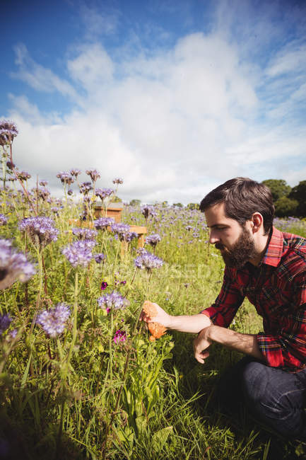 Apiculteur examinant de belles fleurs de lavande dans le champ — Photo de stock