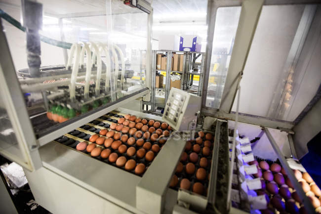 Яйця рухаються на виробничій лінії на заводі — стокове фото